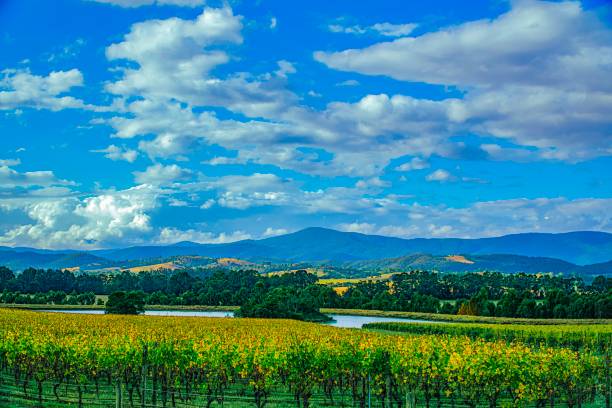 istock Winery in Yarra valley in Australia 1139566262