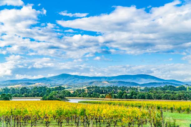 istock Winery in Yarra valley in Australia 1139566296