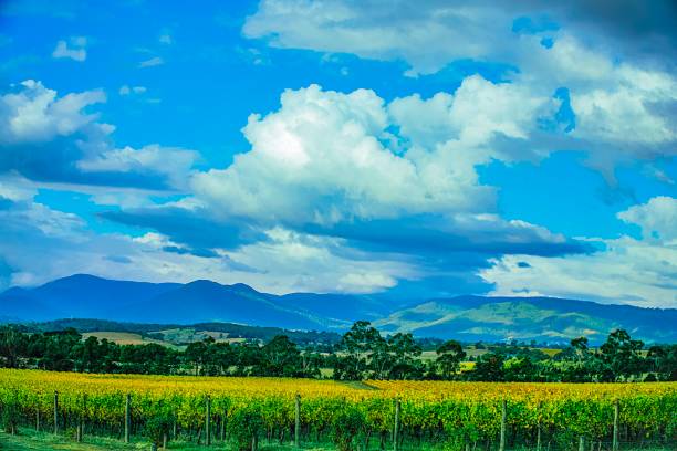 istock Winery in Yarra valley in Australia 1139566373