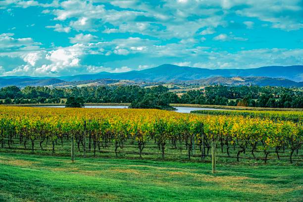 istock Winery in Yarra valley in Australia 1139566974