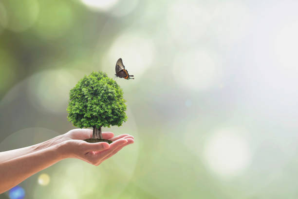 istock Environment and ecosystem preservation concept with tree planting on volunteer's hand 1139567127