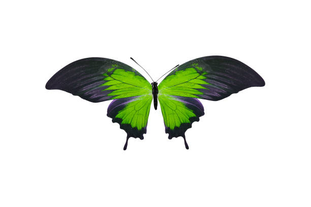 istock tropical green butterfly. isolated on white background 1139567301