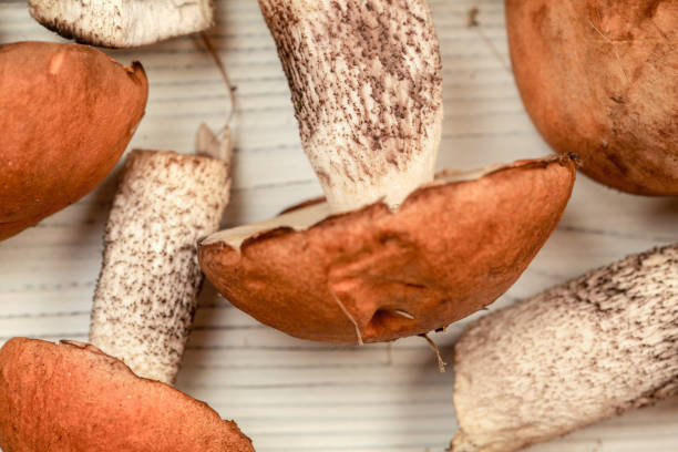 istock Freshly picked forest mushrooms ( Leccinum aurantiacum variety ) on white boards desk, ready to be cleaned, shallow depth of field photo, only stem in focus 1139567599
