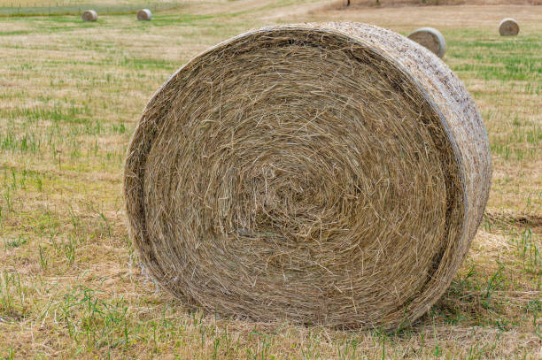istock Close up of round straw bale on a field 1139567717