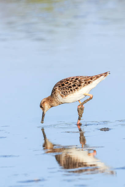 istock Ruff water bird (Philomachus pugnax) Ruff in water 1139568325