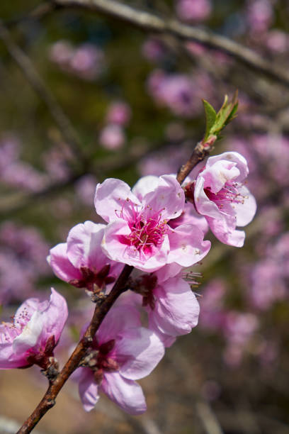 istock Flowers of Nature 1139569192