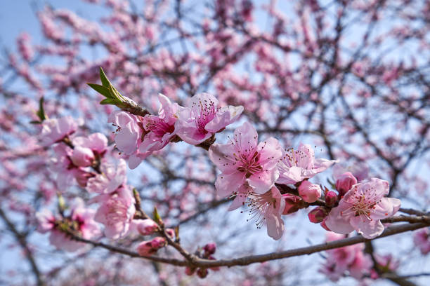 istock Flowers of Nature 1139569238