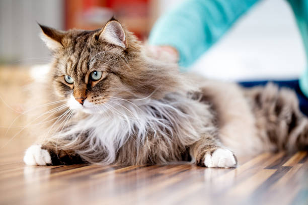 Siberian Cat Relaxing on the Floor Indoors Siberian Cat Relaxing on the Floor Indoors. siberian cat photos stock pictures, royalty-free photos & images