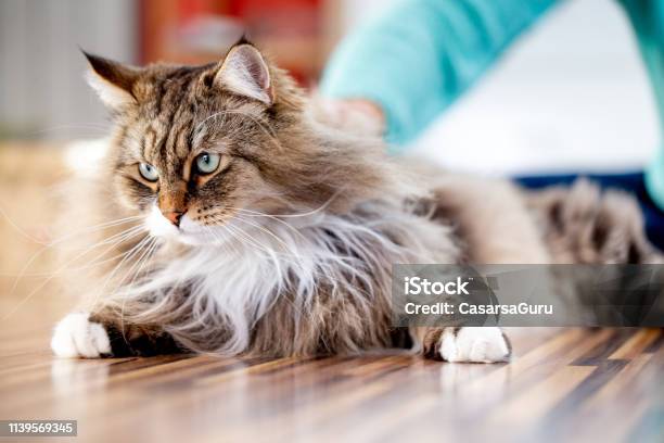 Siberian Cat Relaxing On The Floor Indoors Stock Photo - Download Image Now - Siberian Cat, Domestic Cat, Fluffy