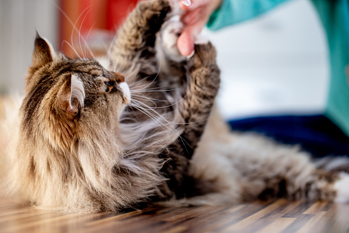 Close-up of Siberian Cat Playing With His Owner.