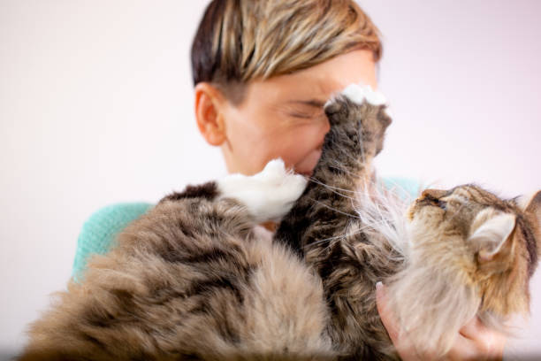 istock Siberian Cat Scratching His Owner 1139569354
