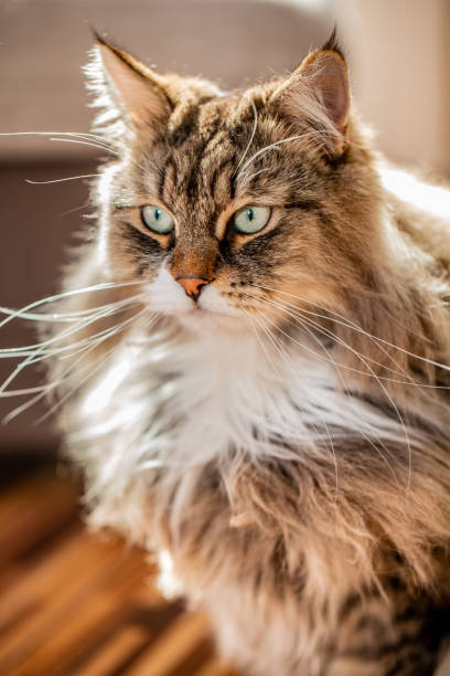 Purebred Siberian Cat Portrait.