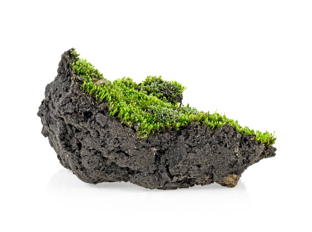 istock Green moss and pile dirt isolated on a white background 1139571382