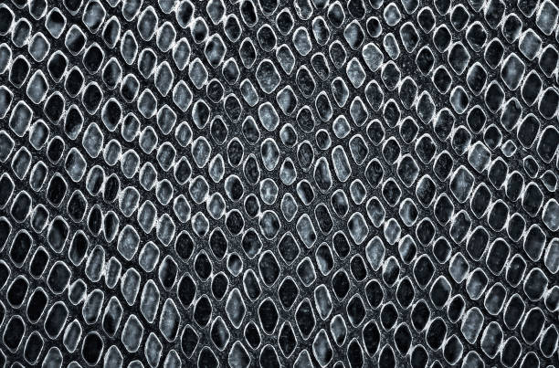 istock Snake skin background. Grey color. 1139571405