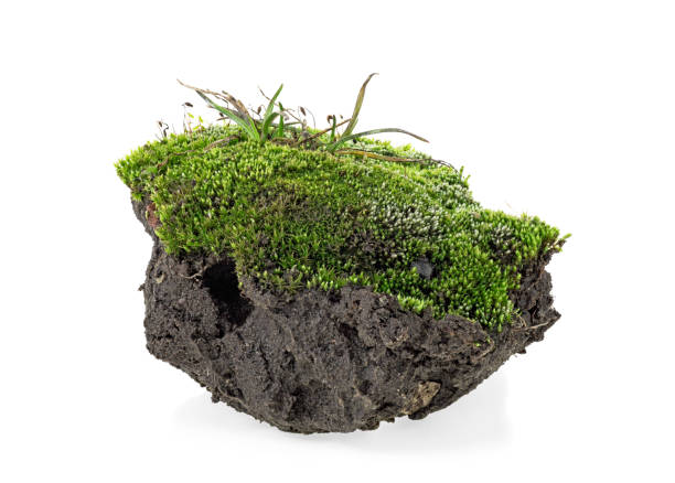 istock Green moss with grass on pile of soil, white background. 1139571411