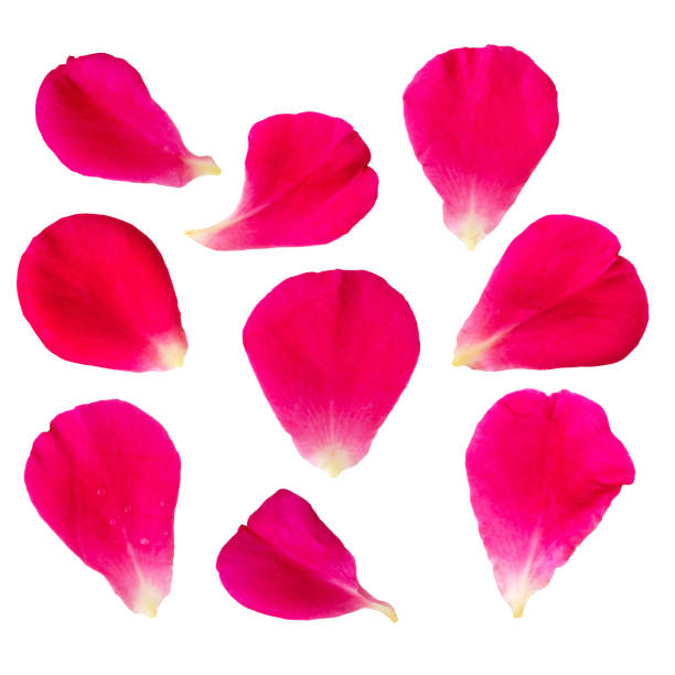 istock Red rose petals set collection isolated on white background with clipping path 1139572265