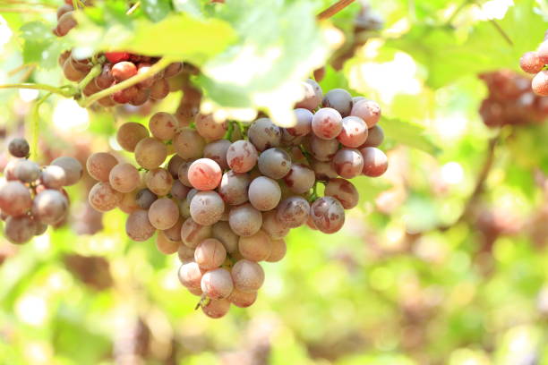 istock Vineyards at sunset in autumn harvest. 1139572966