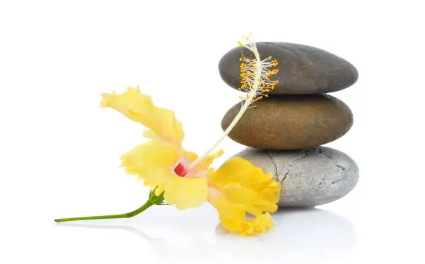 Yellow hibiscus flower with stones isolated on white background
