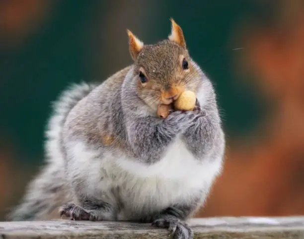 Photo of Big fat squirrel with two peanuts in his mouth on an autumn colors background