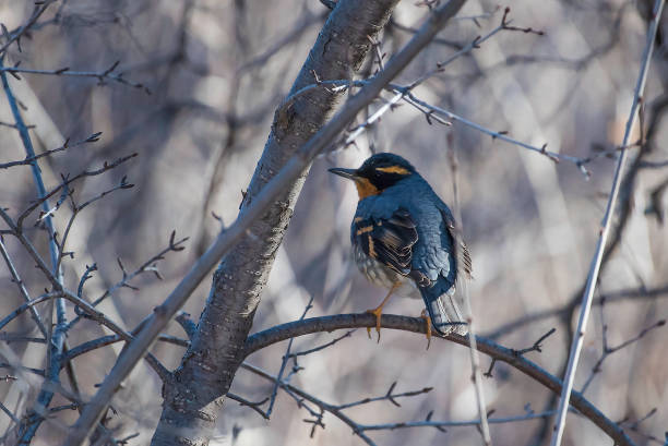Varied Thrush bird