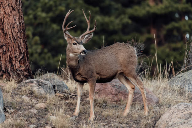 maultier-deer buck - mule deer stock-fotos und bilder