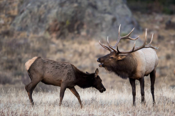 istock Colorado Bull Elk 1139578165