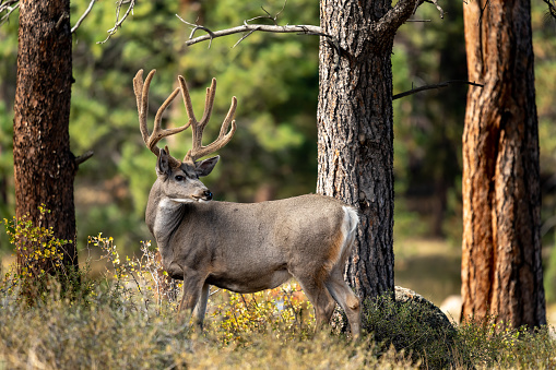 Mule Deer buck in full velvet in Rocky Mountain National Park.