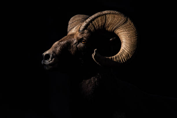 carneiros de bighorn da montanha rochosa - rocky mountain sheep - fotografias e filmes do acervo