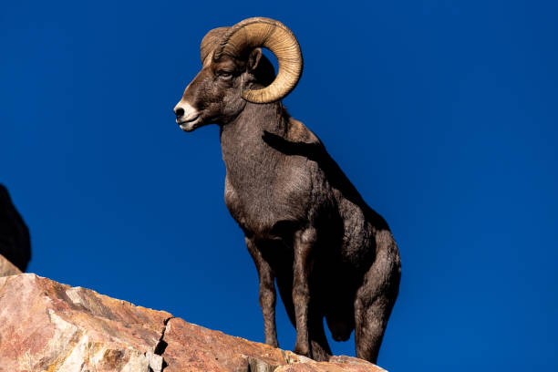 rocky mountain dickhornschaf - bighorn sheep stock-fotos und bilder