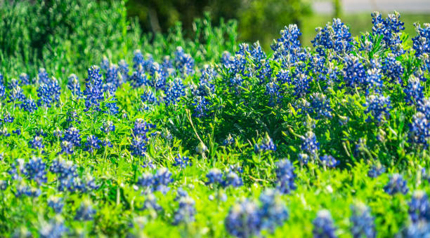 istock Bluebonnets wild flowers during April spring bloom 1139580345
