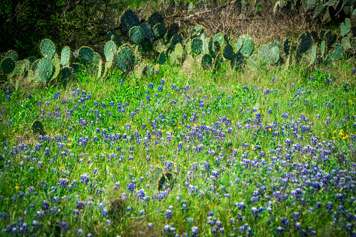 Cactus and Bluebonnets Texas Spring time blooming colors and turning back to lush green landscape of central Texas hill country