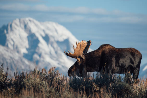 Teton Bull Moose A bull moose in rut in Grand Teton National Park. bull moose stock pictures, royalty-free photos & images