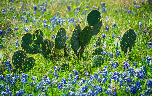 Cactus and Bluebonnets Texas Spring time in the rural country farm lands around Austin Texas