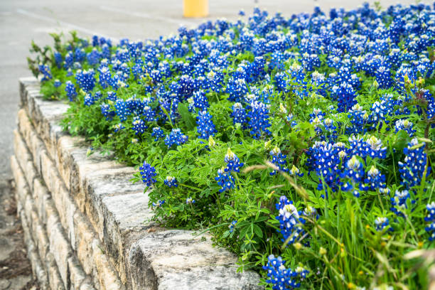 istock Texas Bluebonnets in a brick raised garden bed 1139581179