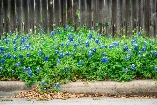 istock Texas Bluebonnets in neighborhood 1139581214
