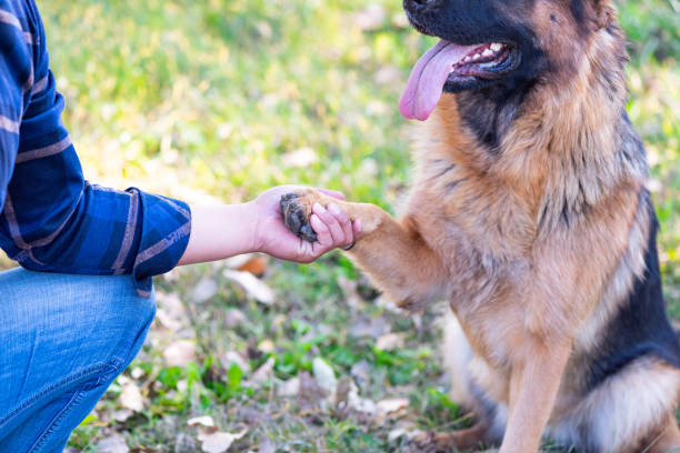 istock German shepherd shakes hands with people 1139581320