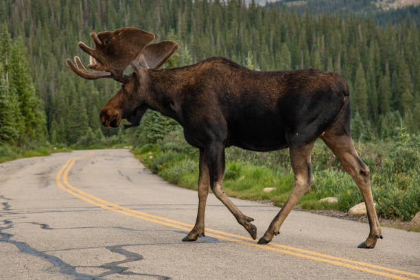 Moose in Swedish forest with green background