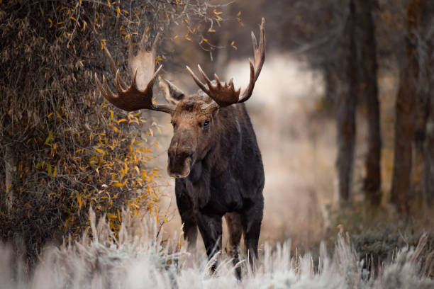 teton bull moose - alce macho fotografías e imágenes de stock