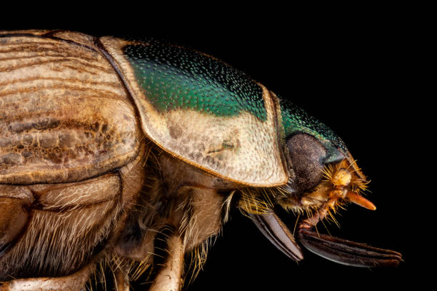 istock Profile portrait of a Japanese beetle 1139582604