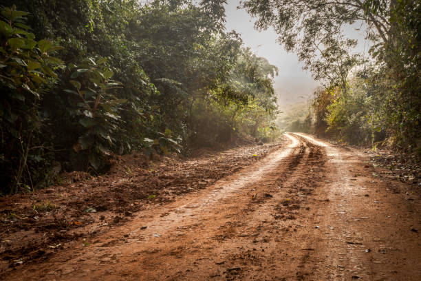 Country road Brazilian rural road with vegetation, shade and mud mud photos stock pictures, royalty-free photos & images