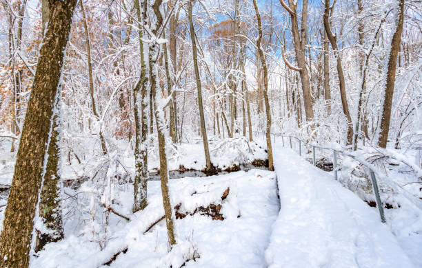 istock Trail through a forest covered by a thick layer of snow 1139583550