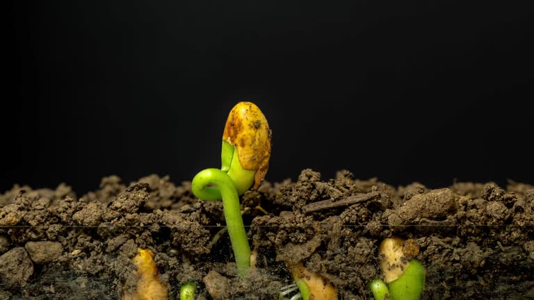 Beans grows from the earth, time lapse video 4K resolution clip. One axis linear camera motion.