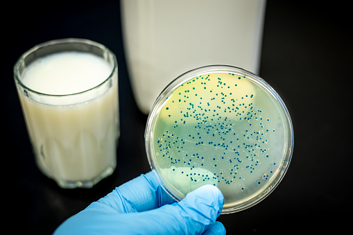 Aislado bacteriano y cultivo de la leche photo