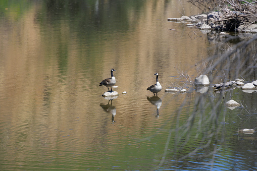 Migrating Canadian Geese