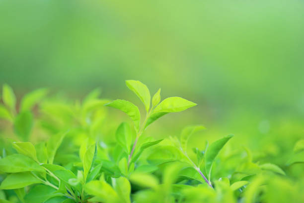 istock Green tree leaf on blurred background in the park with copy space and clean pattern. Close-up nature leaves in field for use in web design or wallpaper. 1139587882
