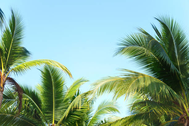 istock Coconut palm tree leaves with blue sky, tropical palms at sunny summer day. Free copy space. 1139590976