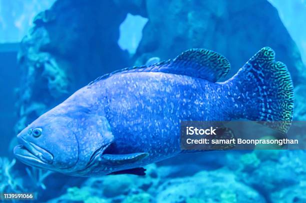 Colorful Fish Or Epinephelus Lanceolatus In The Sea Background The Coral Thailand Stock Photo - Download Image Now