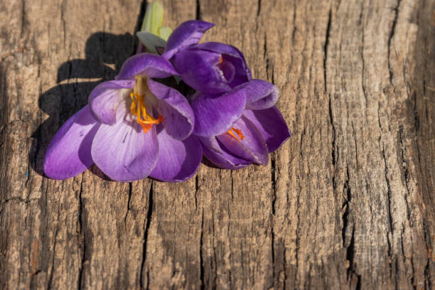 istock Purple crocus flowers on rustic wooden background 1139592324