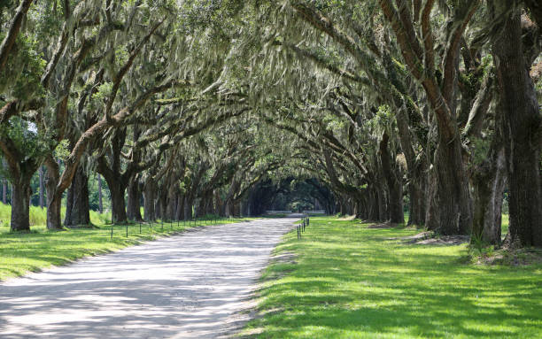 istock Tunnel of oaks 1139595017
