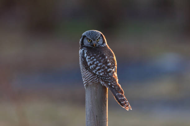 coruja do falcão do norte - northern hawk owl - fotografias e filmes do acervo